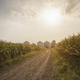 Image for article titled A brief history of Black farming in America